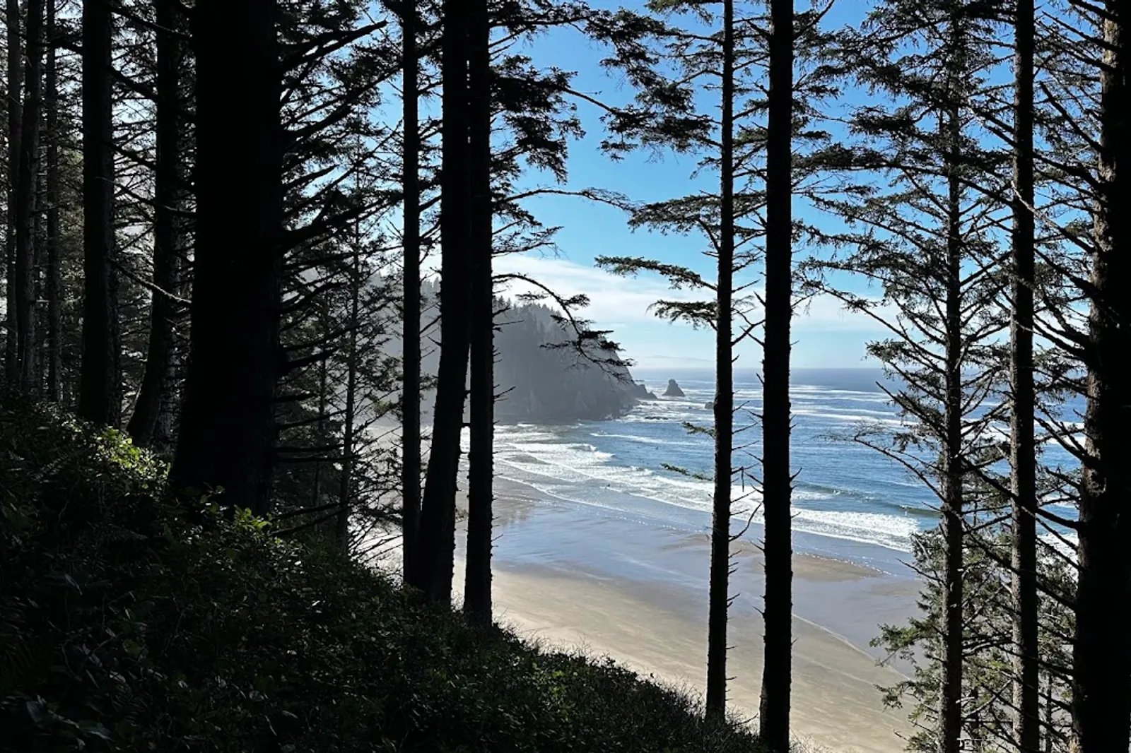 View South through trees of an ocean beach